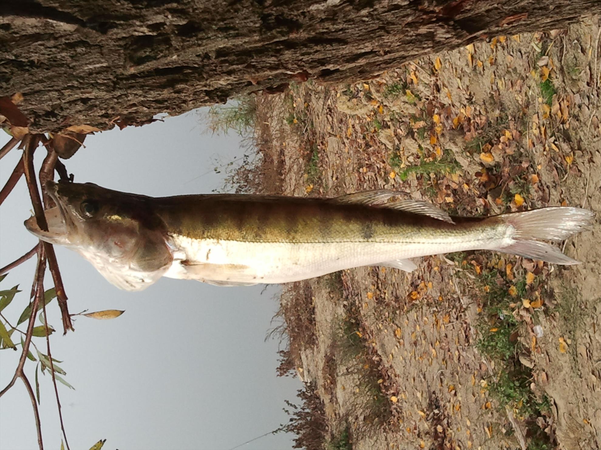 pescuit pe dunare - 2013-11-03-095700.jpg